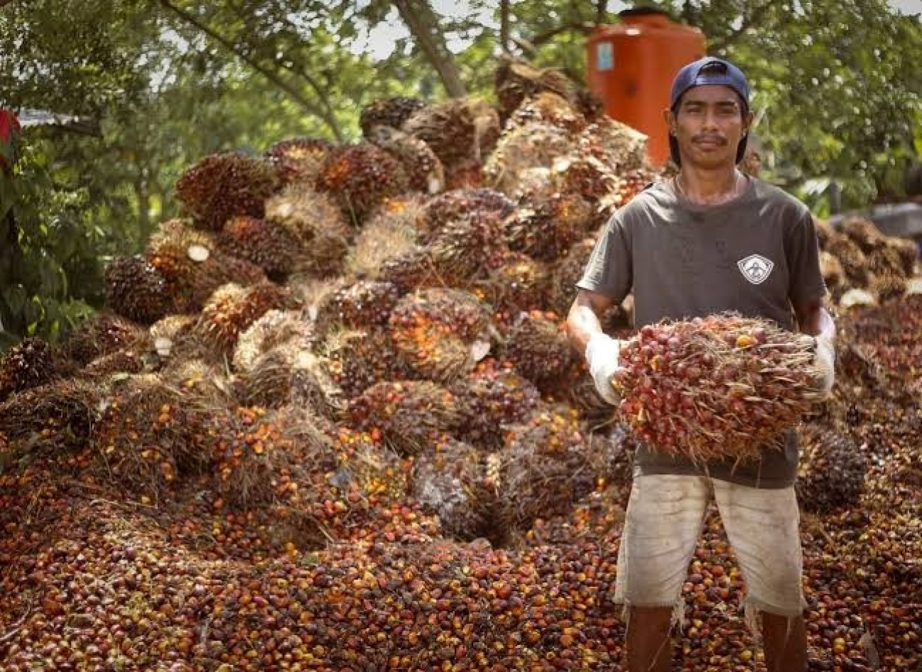 Harga TBS Kaltim Naik Tipis Menjadi Jadi Rp 2.162,30 per Kg