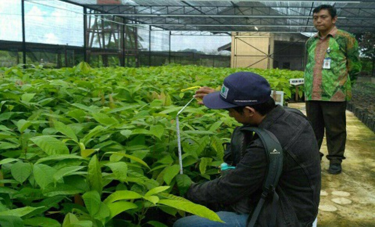 Disbun Sertifikasi 1,07 Juta Benih Perkebunan