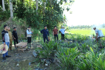 Ribuan Benih Sawit Illegal Dimusnahkan, Disbun Kawal Ketat Penegakan Hukum