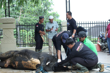 Momentum Idul Adha Penuh Makna, Disbun Laksanakan Qurban