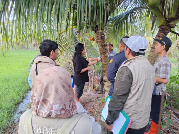 UPTD PBP Disbun Kaltim Bersama BRIN Nilai Calon Kebun Sumber Benih Kelapa Genjah di Paser